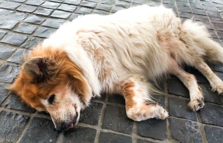 Dog suffocates in overheated car
