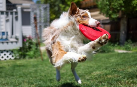 Hund fängt Frisbee