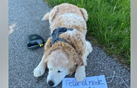 Hund Felix und sein besonderer Zettel