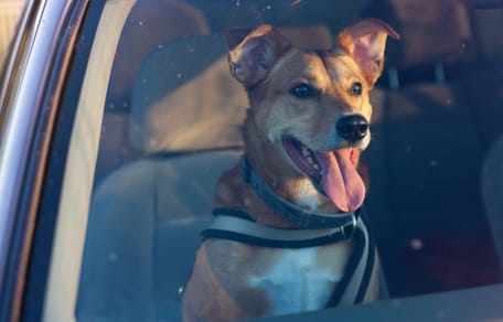 Hund im Auto