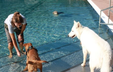 Hund im Freibad