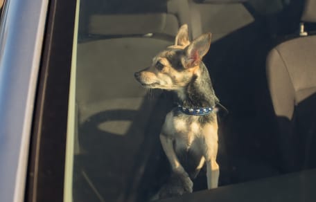 Hund im verschlossenen Auto