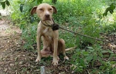 Chien attaché dans la forêt