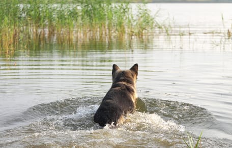 Hond in het water