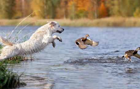 Hund jagt Enten im Wasser
