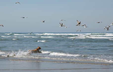 Cane insegue gabbiani