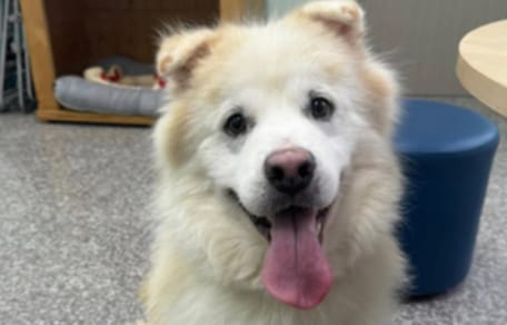 Il cane Kuno