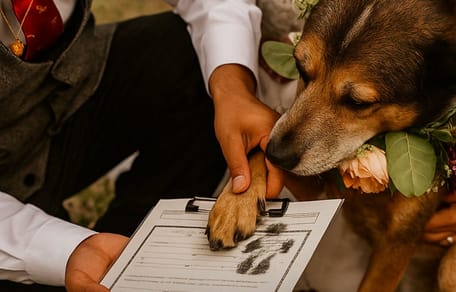 Hund macht Pfotenabdruck auf Heiratsurkunde