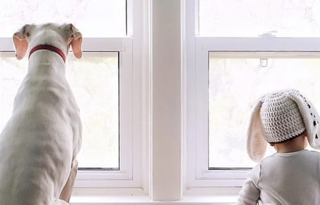 Hond met baby voor het raam