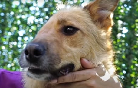 Perro con media cara: Skye lo ha conseguido