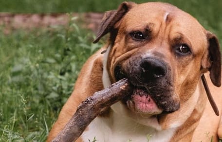 Hund nur nachts Gassi