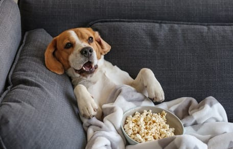 Hund schaut fern auf dem Sofa mit Popcorn