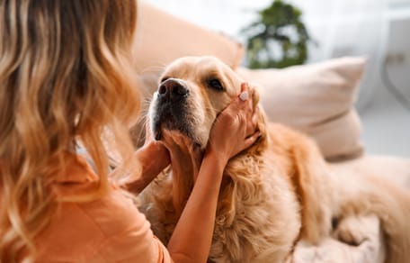 Hund schaut Frauchen an