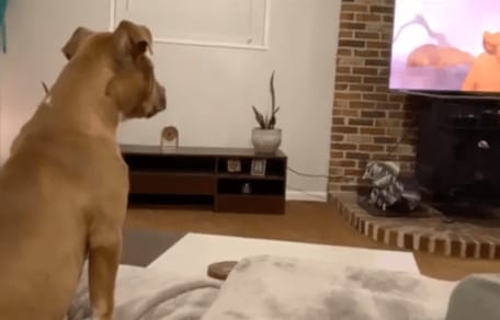 Perro viendo El Rey León