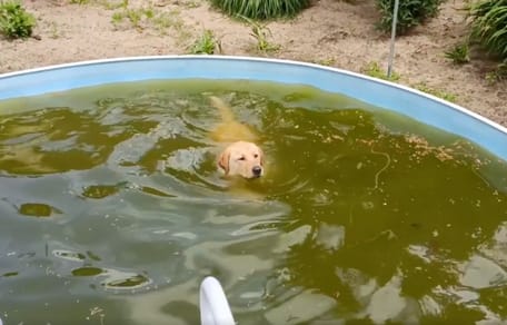 Hund schwimmt in Pool mit grünem Wasser