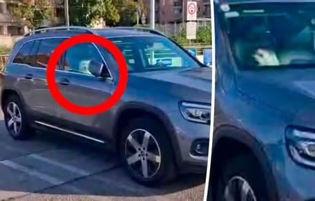 Hond zit in auto