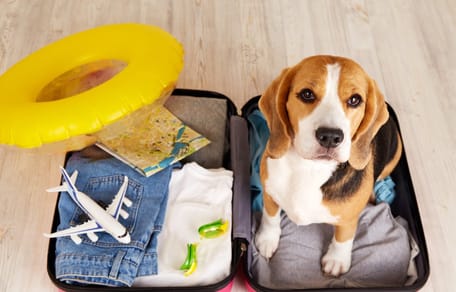 Hund sitzt im Reisekoffer