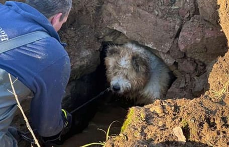 Hund steckt in einem Betonrohr im Bach fest