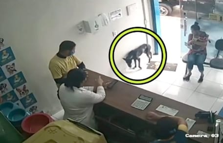 Hund steht in Eingangsbereich der Tierklinik