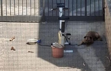 Hund stirbt in Italien den Hitzetod