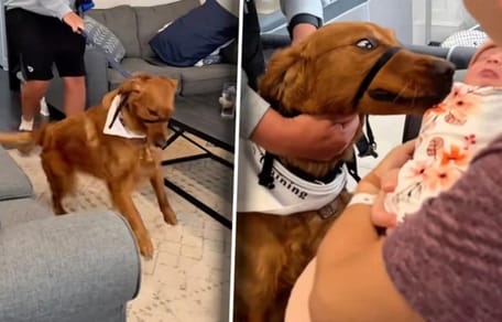 Hund stürmt auf ein Baby zu