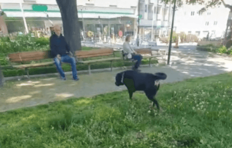 Chien et homme dans le parc
