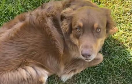 Cane prima del trattamento della suocera