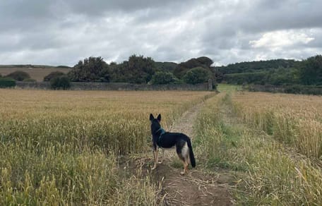 Hund zwischen Getreidefeldern