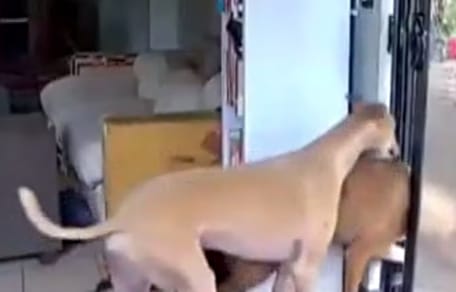 Hunde drängeln sich durch die Terrassentür