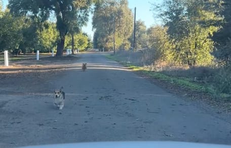 Honden rennen op een auto af.