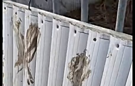 Caso de acumulación de perros en Bad Lauchstädt (Alemania)