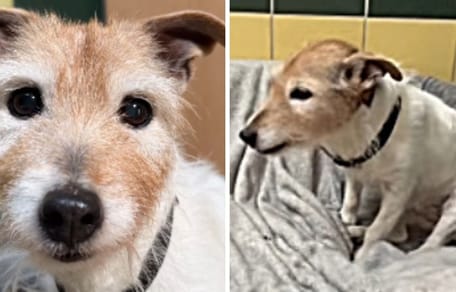 Hunde-Omi Bella