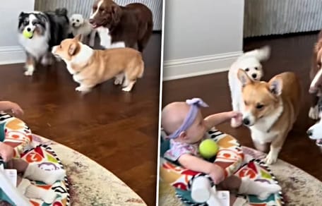 Hunde wollen Ball mit dem Baby spielen