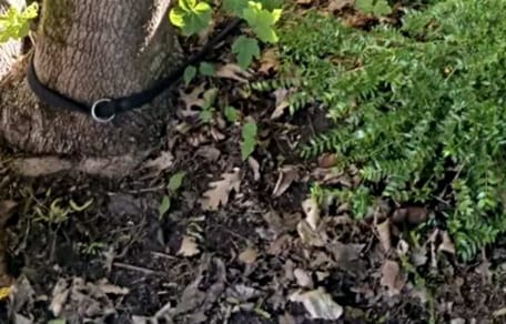 Hundeleine um einen Baum