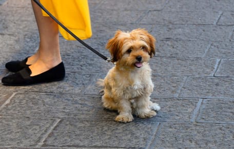Hundesteuer in Südtirol gescheitert