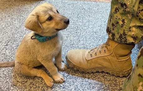 Hundewelpe neben einem Militärschuh