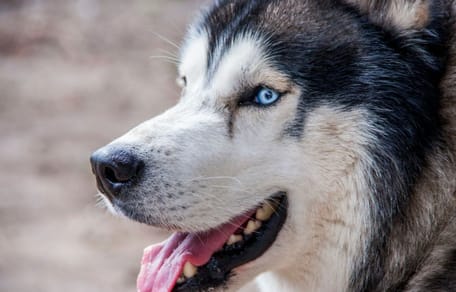Husky