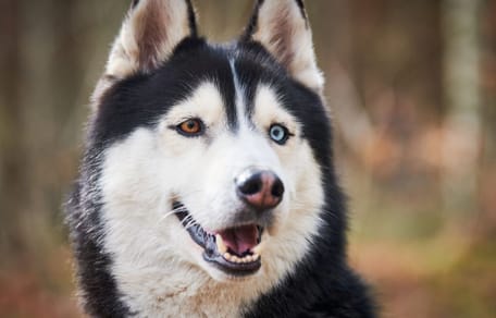 Husky