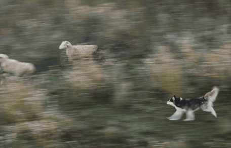 Husky chasing livestock in a field