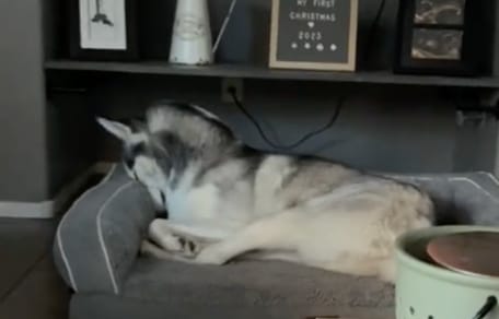 Un husky esconde la cabeza en el sofá