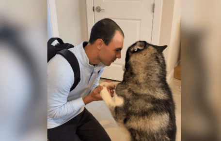 Husky greeting his human