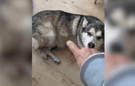 Husky lifting his leg for belly rubs