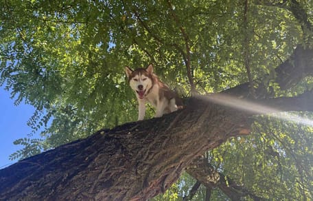 Husky na drzewie