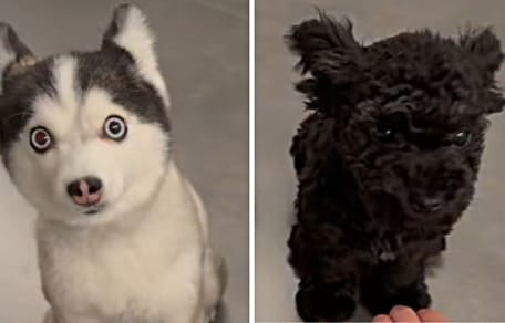 Husky-Welpe und Pomsky-Welpe