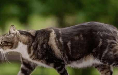 il gatto Max
