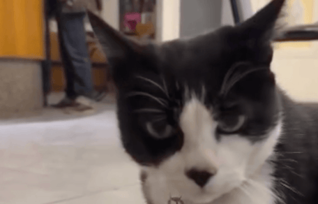 il gatto Saverio