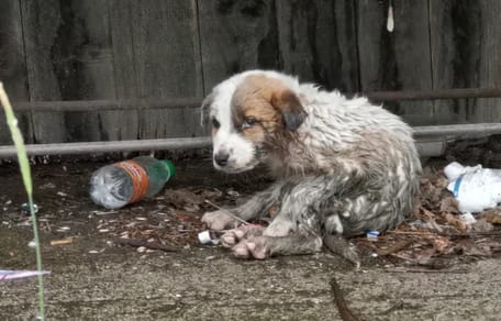 in de steek gelaten pup