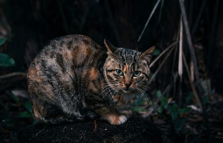 In Sneek zetten ze een actiegroep op om vermeende kattenbeul te vinden