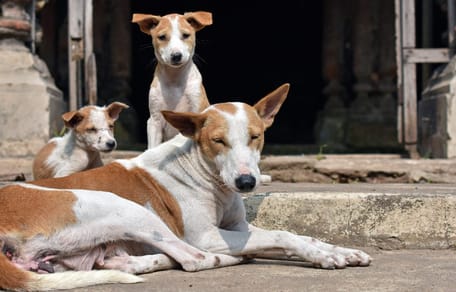 Bürger kämpfen für Straßenhunde - und bringen sogar Obersten Gerichtshof zum Einlenken