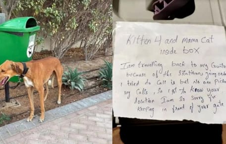 Huyen de Dubái y dejan a sus perros atados a farolas: lluvia de críticas a los influencers